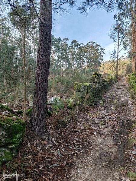 Terreno 4 Hetares Alugo/troco - Grande imagem: 3/7