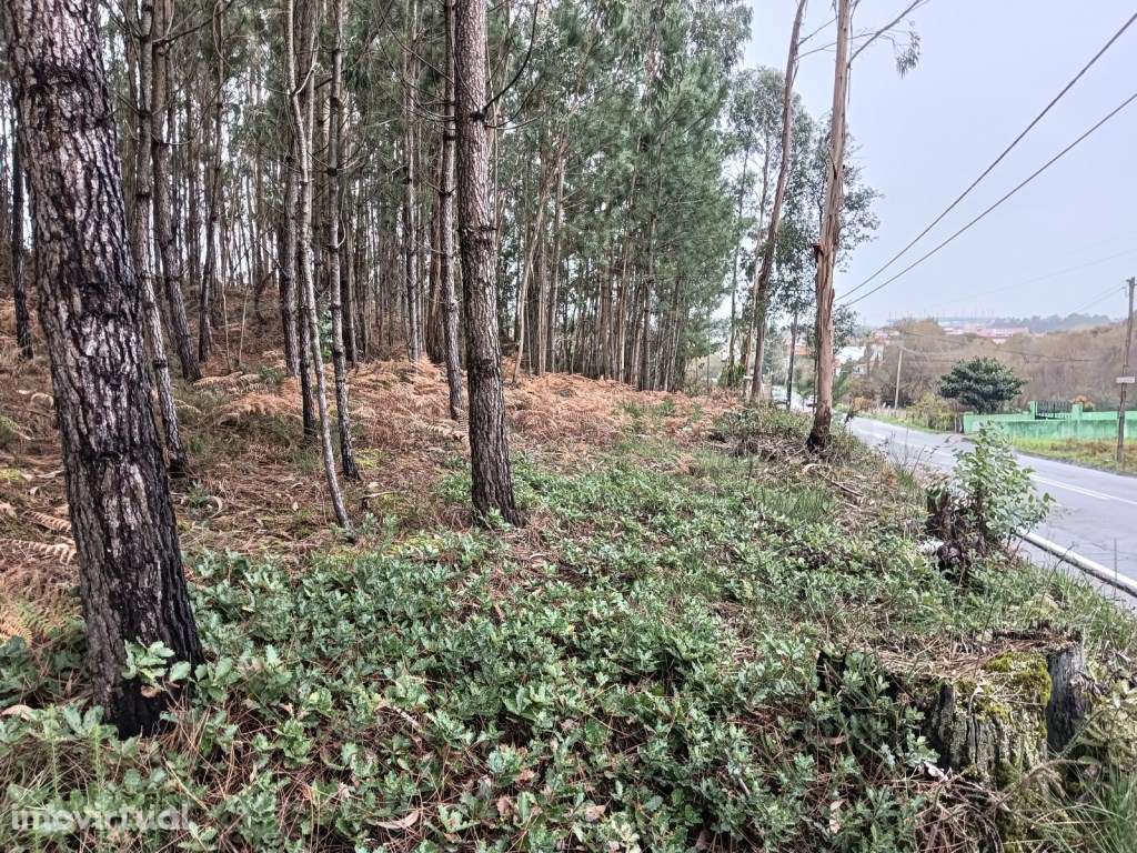 Terreno com 90 m de frente - Aveiro - Grande imagem: 3/21