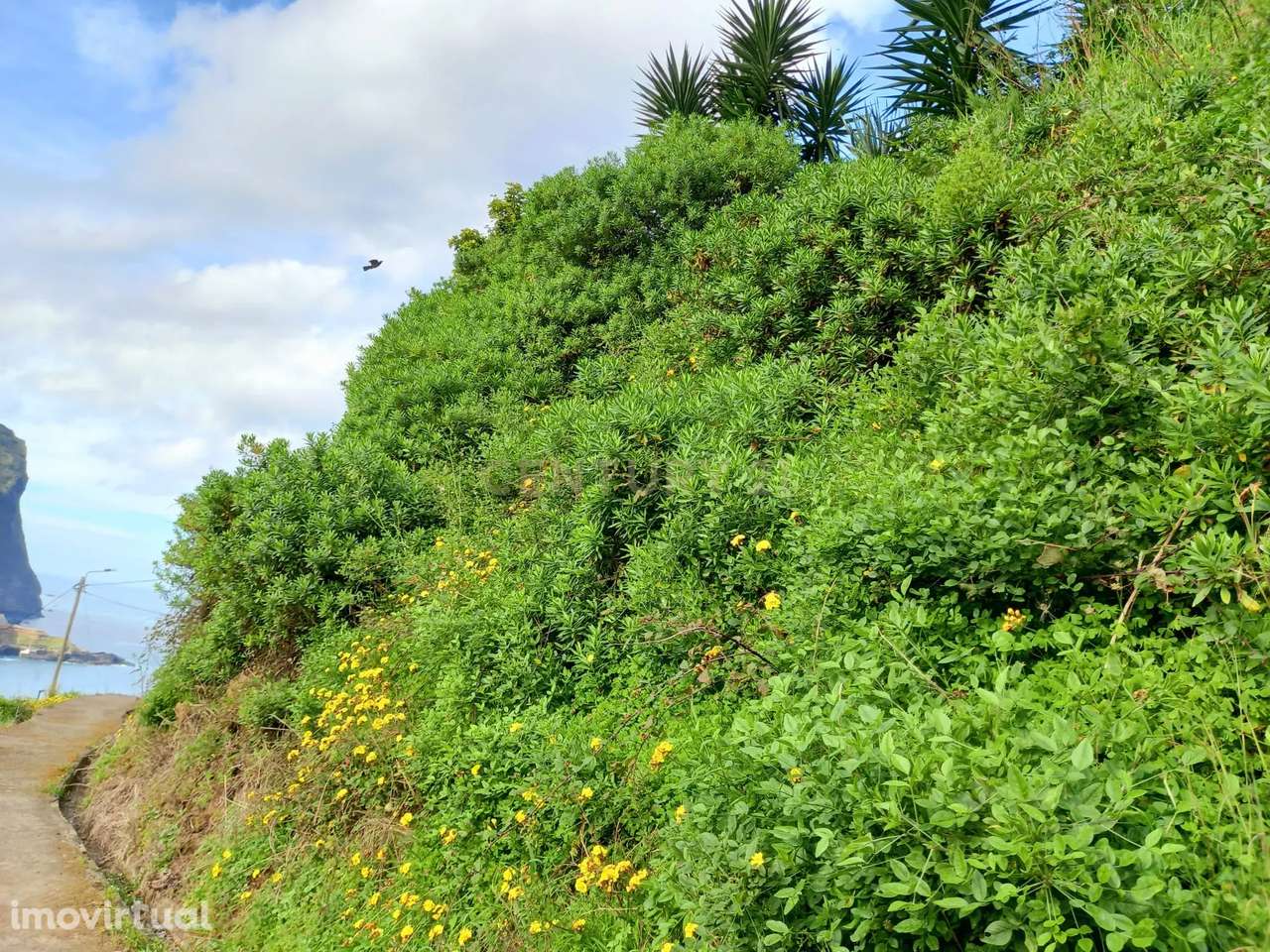 Terreno agrícola - Maiata - Machico - Grande imagem: 2/6