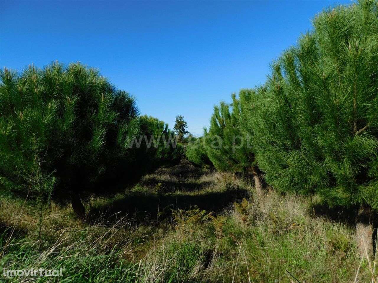 Terreno / Seia, Santiago - Grande imagem: 3/8