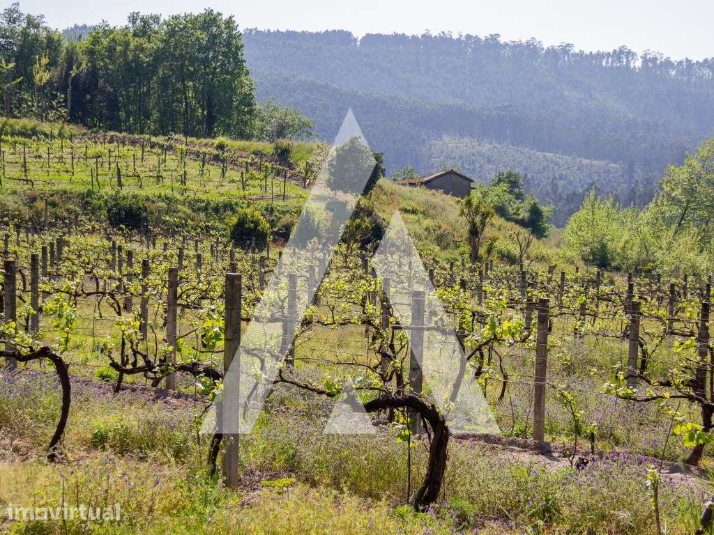 Vinhas Produtivas à Venda em Jugueiros, Felgueiras - Grande imagem: 3/12