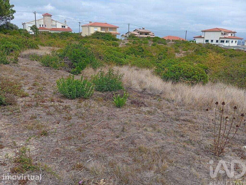 Terreno Agrícola em Santo António dos Olivais - Grande imagem: 3/25