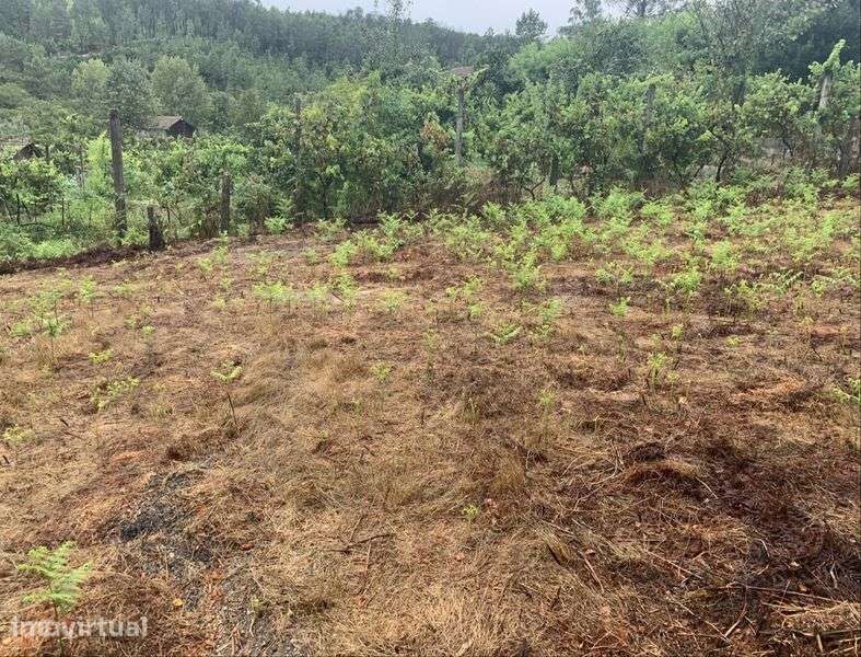 Terreno 900 m² | Excelente Exposição Solar | São Pedro do Sul - Grande imagem: 2/12