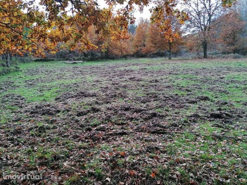 Quinta 20 000 m2 Cabanas de Viriato - Grande imagem: 5/8