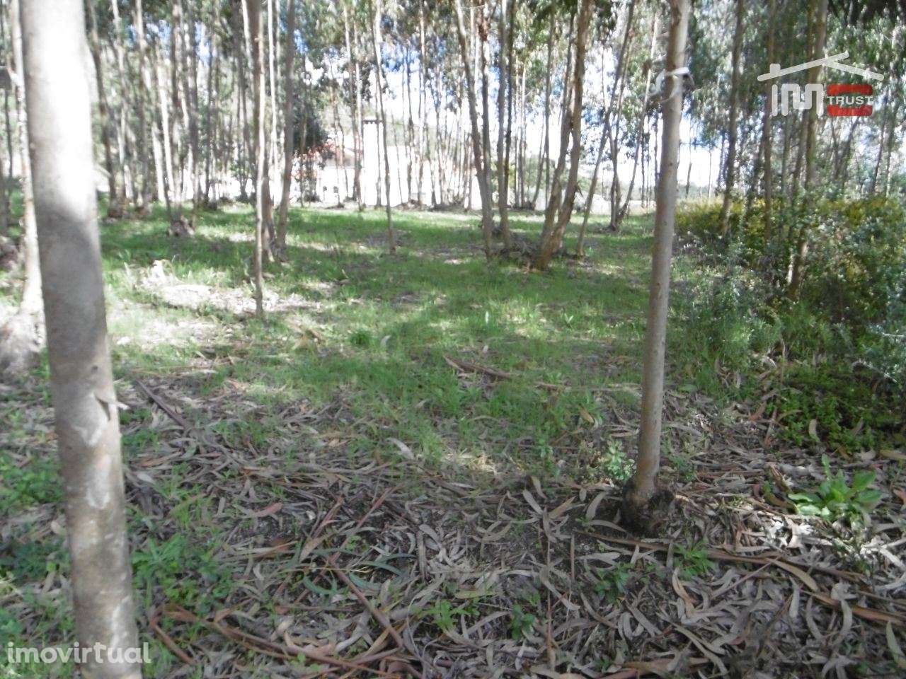 lote para moradia - Grande imagem: 4/6