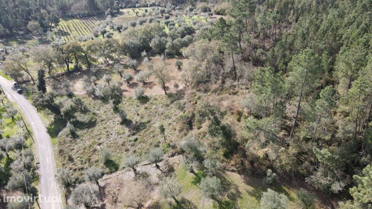 Terreno Agrícola/Florestal - Grande imagem: 3/6