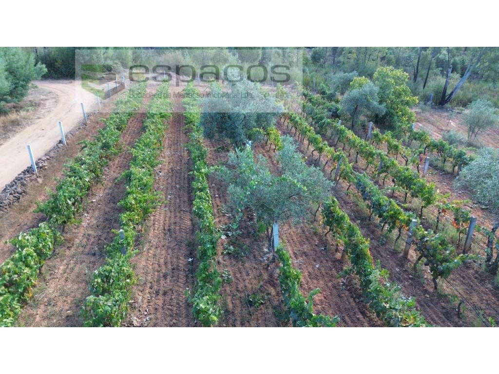 Terreno em Pêro Viseu com grande potêncial - Grande imagem: 2/48