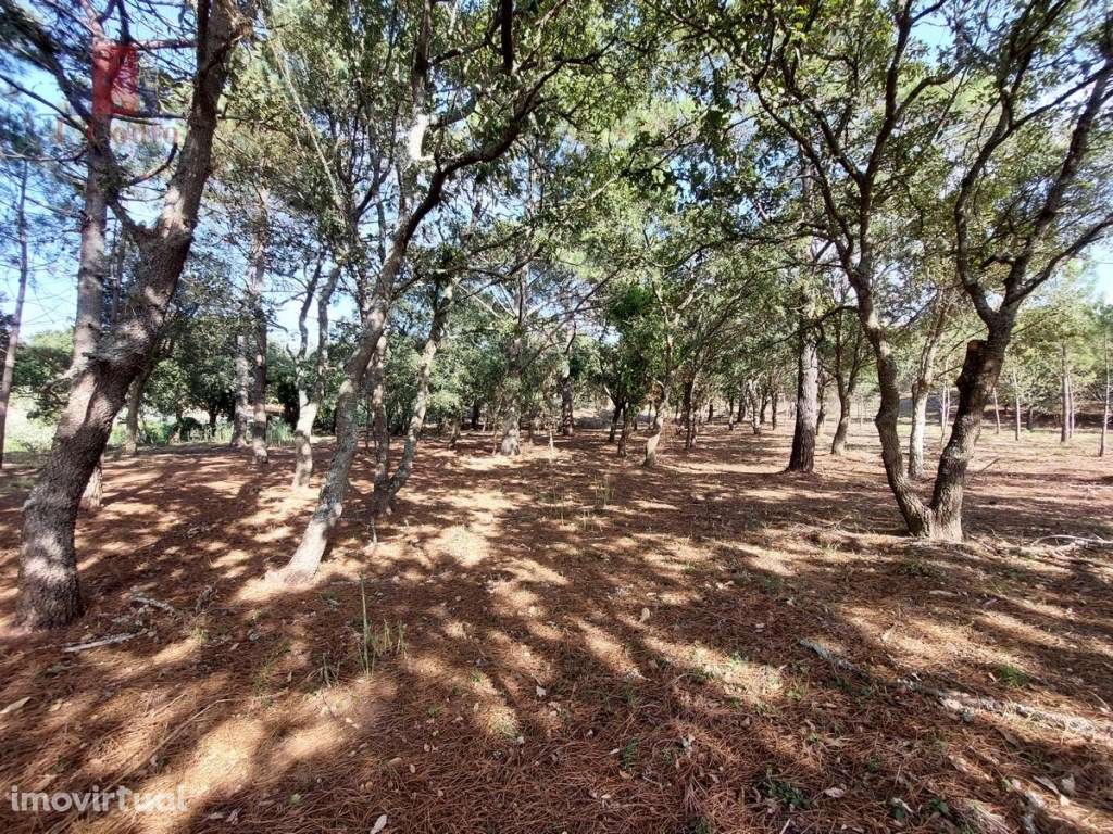 Terreno tipo quintinha, Caldas da Rainha - Grande imagem: 3/13