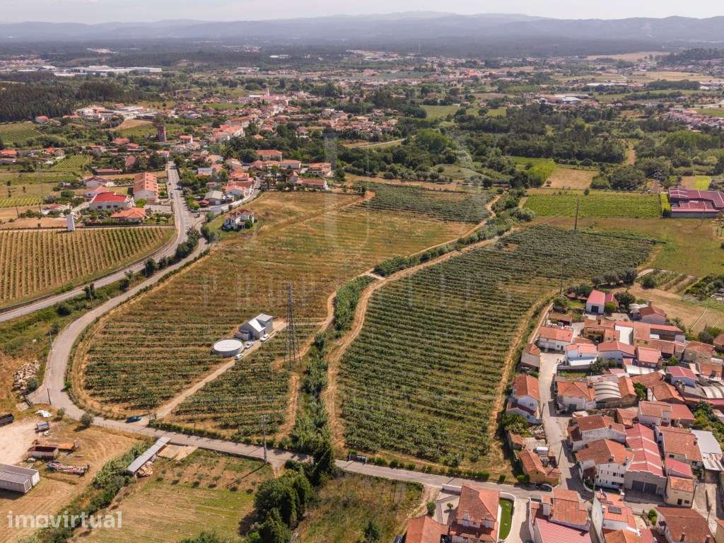 Quinta com Ruína | São Lourenço do Bairro, Anadia - Grande imagem: 4/22