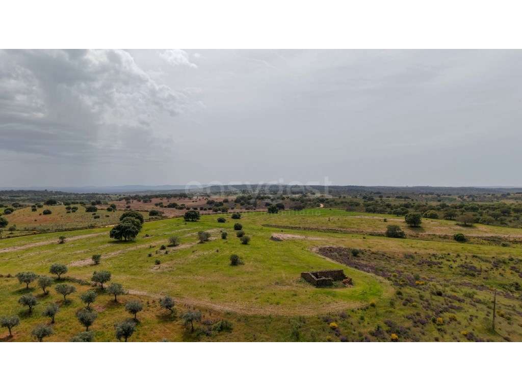 Herdade de 132 ha em Idanha-a-Nova investimento sólido com identida... - Grande imagem: 2/18