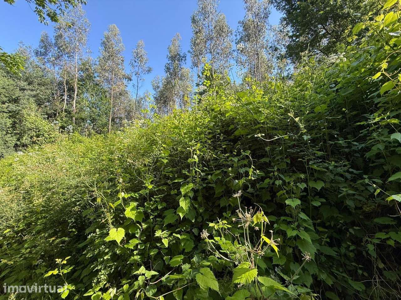 Propriedade mista com 53 hectares em Canedo, Santa Maria da Feira - Grande imagem: 3/7