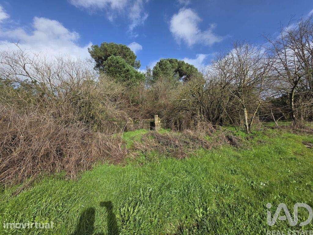 Casa / Villa em Mangualde, Mesquitela e Cunha Alta - Grande imagem: 2/4