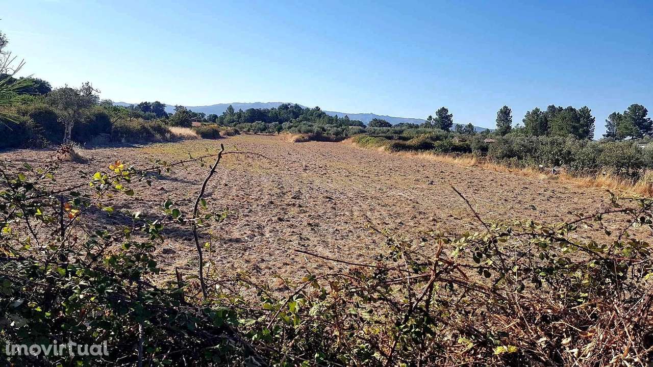 Terreno rústico em Lardosa - Castelo Branco - Grande imagem: 5/7