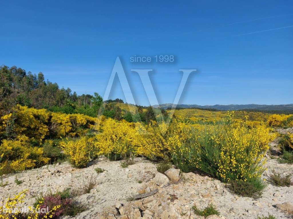 Terreno para construção - CAMPIA - VOUZELA | LEILÃO ELETRÓNICO | FI... - Grande imagem: 3/6