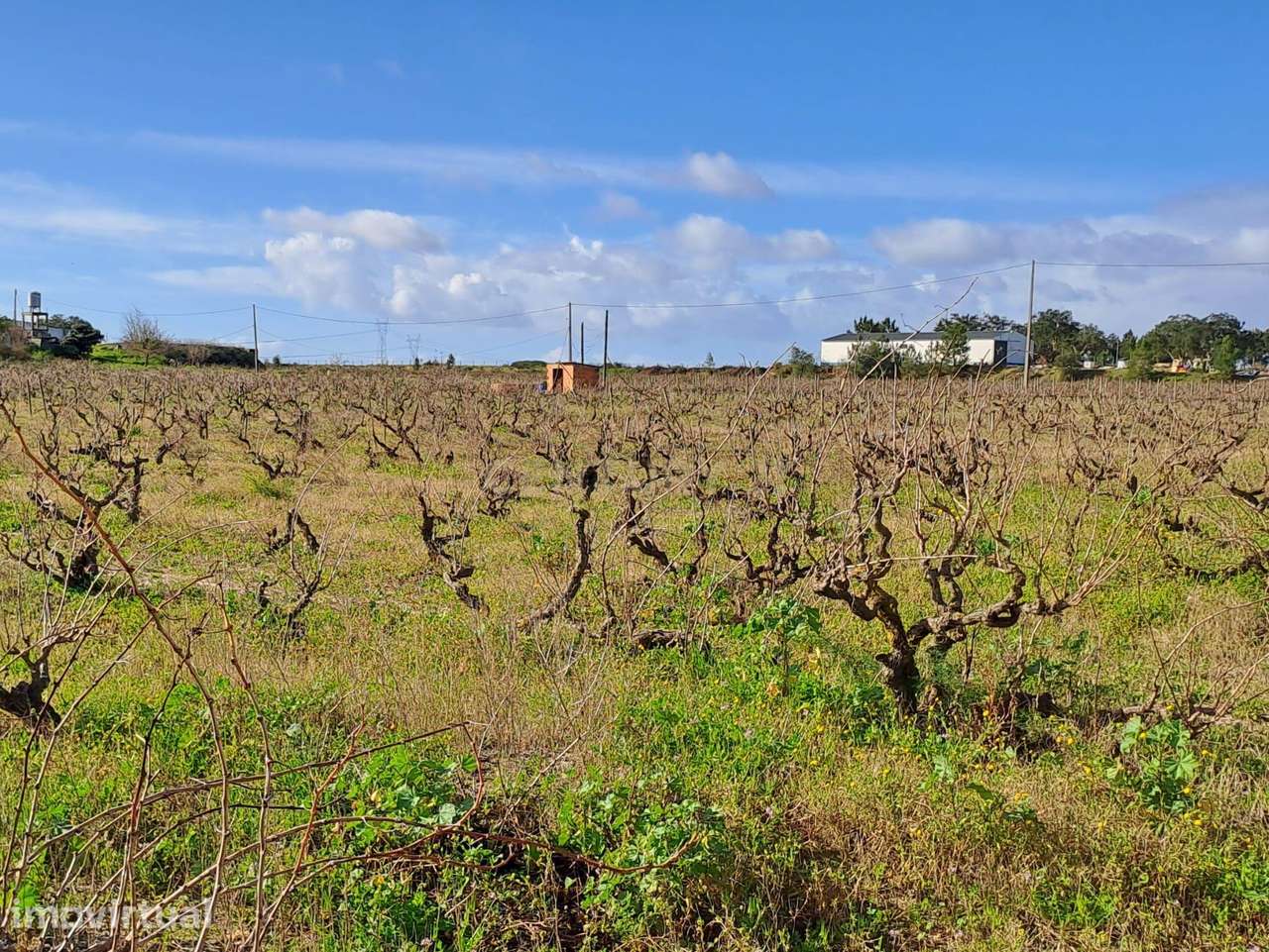 Terreno para construção ou para Quinta própria - Grande imagem: 5/23
