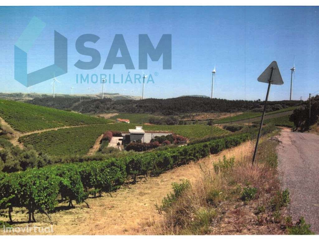 Terreno Agrícola com Vinha Produtiva - Serra da Vila, Torres Vedras - Grande imagem: 3/6