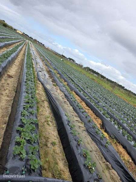 Terreno rustico com furo - Grande imagem: 2/8