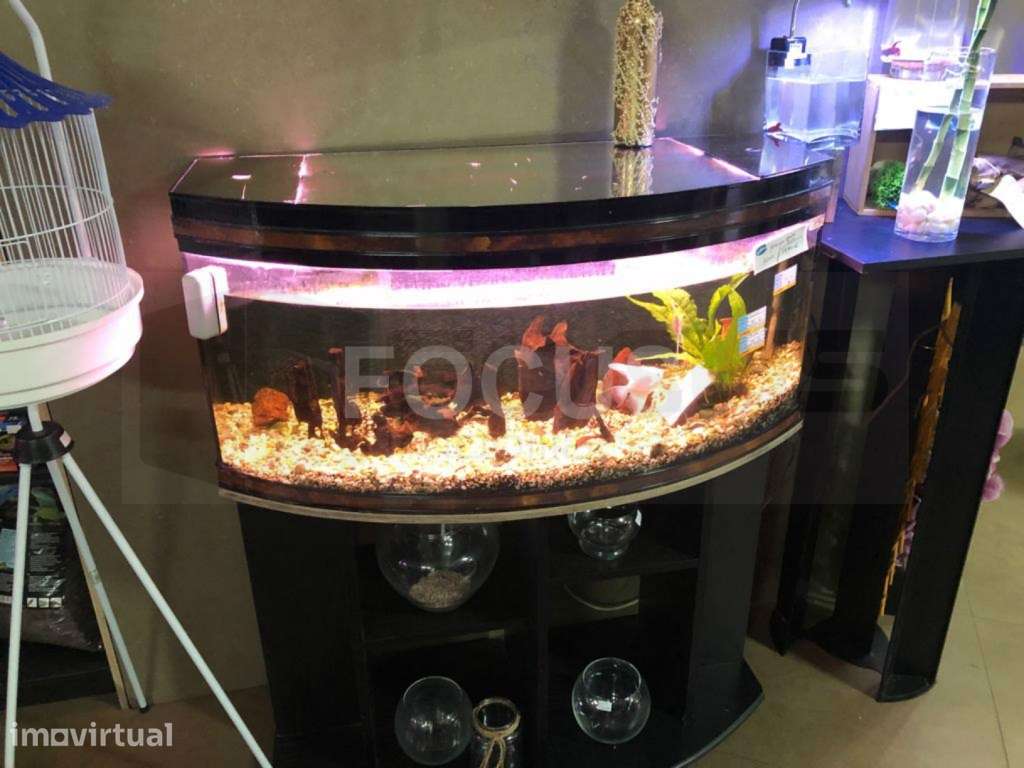 Loja de Animais / Florista / Decoração - Trespasse - Grande imagem: 2/16