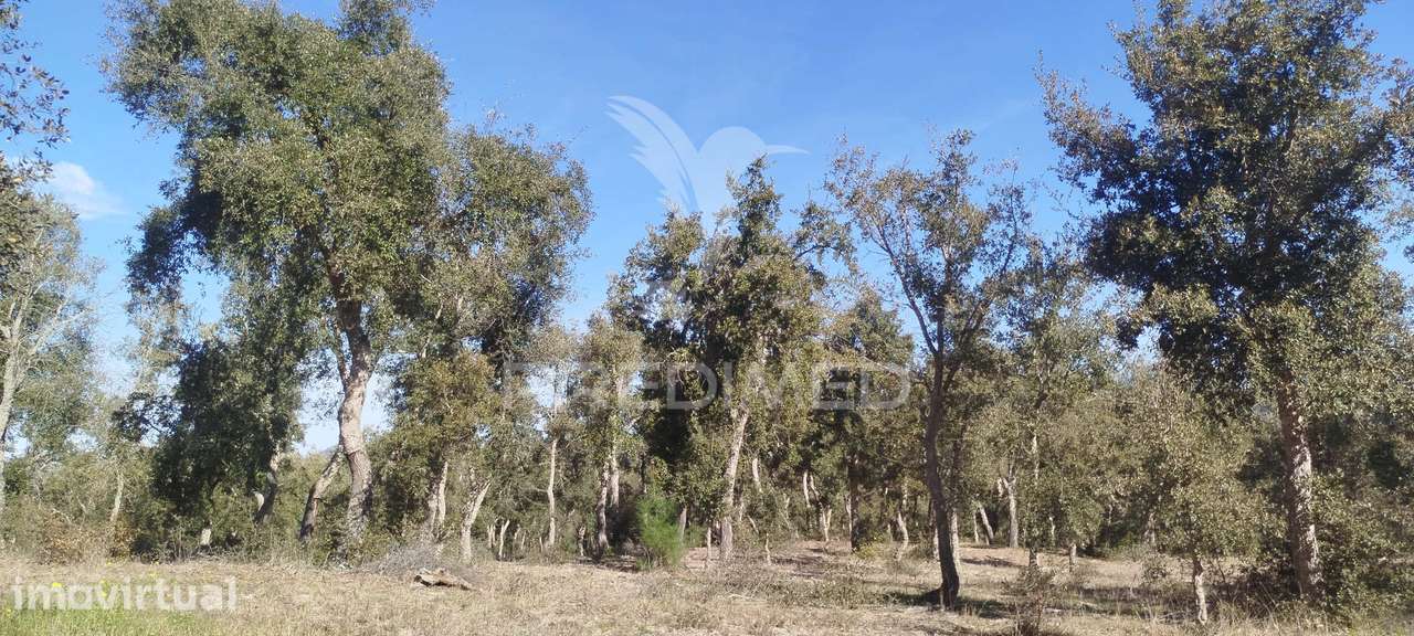 Terreno com ruína em Santiago do Cacém - Grande imagem: 5/5