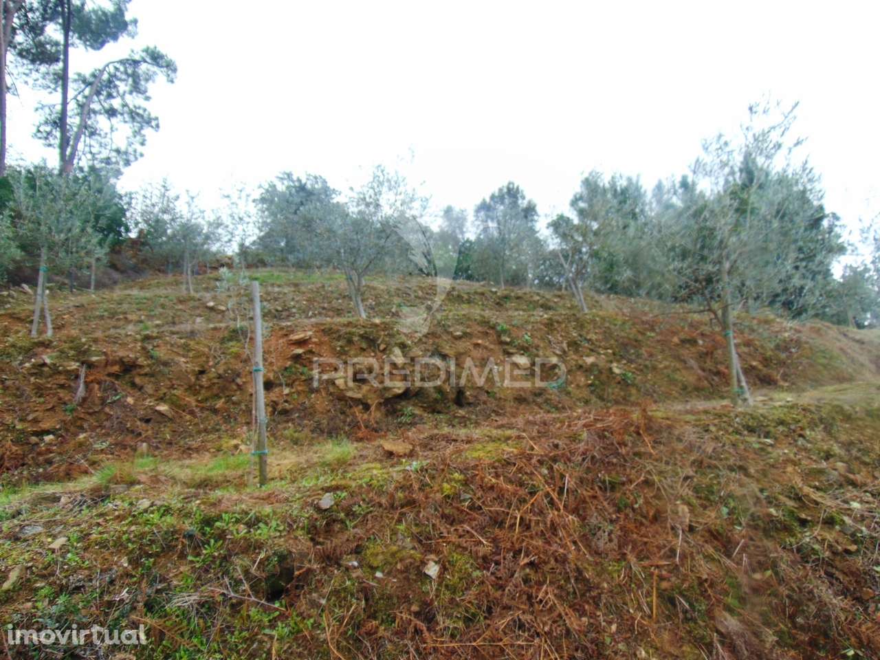 Olival em produção - Abaças / Vila Real - Grande imagem: 3/28