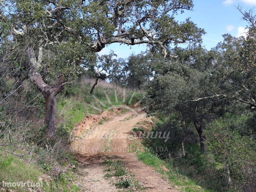 Terreno Rústico - Santa Margarida da Serra - Grande imagem: 4/17
