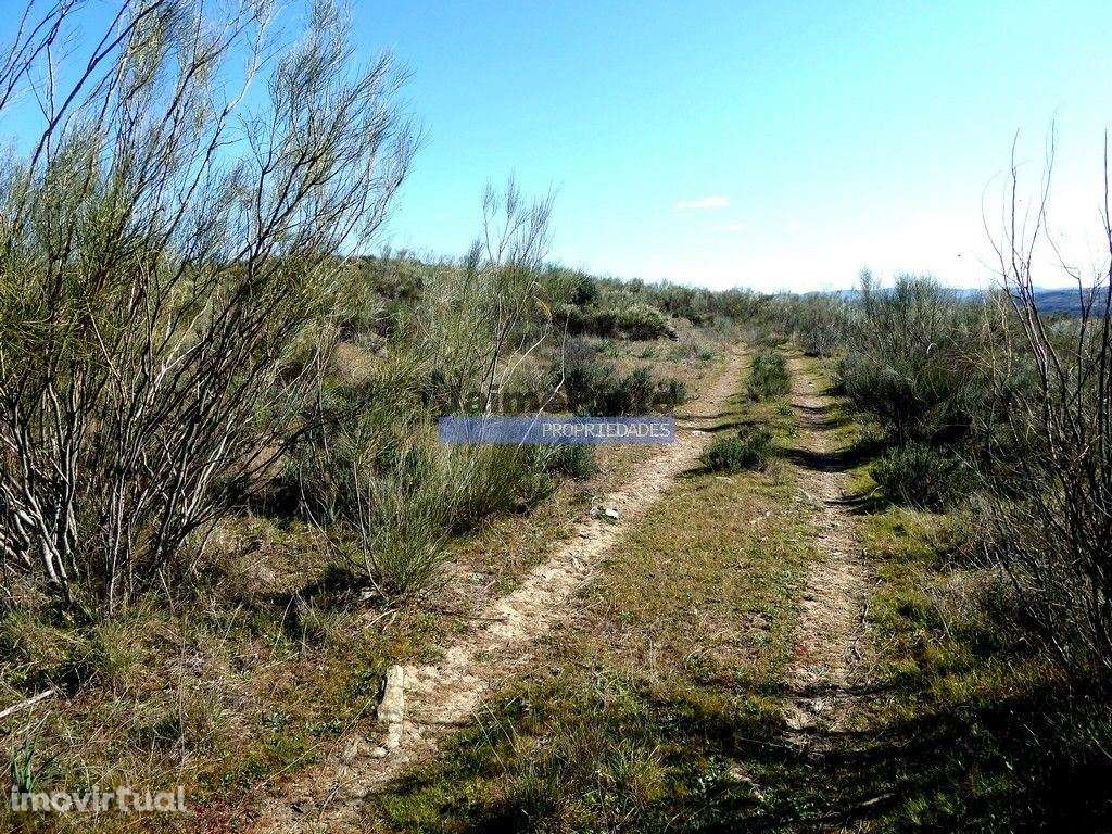 15ha terra agrícola p/ vinha, olival, amendoal. Portugal, V. N. Foz... - Grande imagem: 4/9