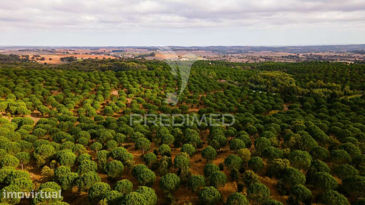Herdade 67ha Cercal do Alentejo, viável turismo - Grande imagem: 5/14