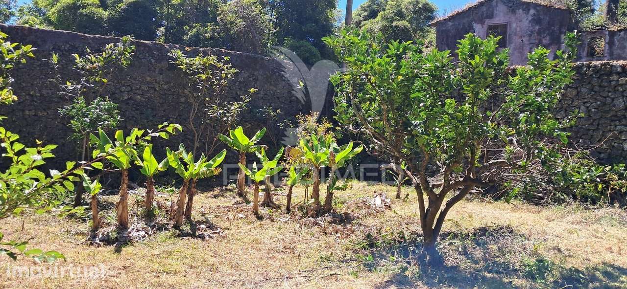 terreno/Pomar - Grande imagem: 4/9