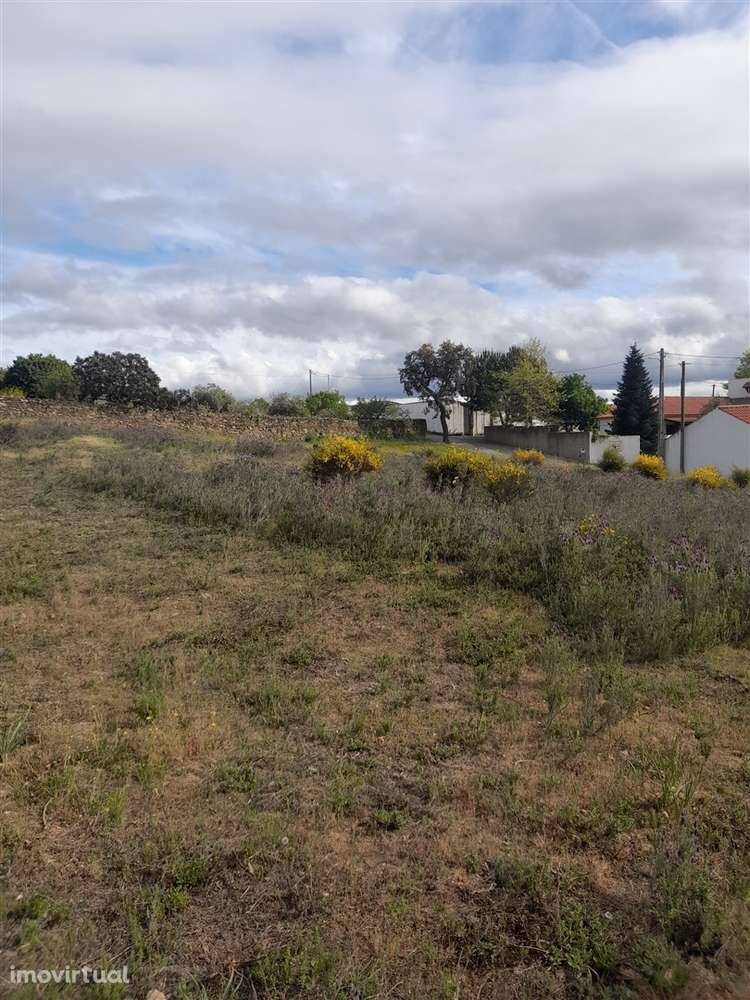 Terreno Rústico  Venda em Benquerenças,Castelo Branco - Grande imagem: 3/8