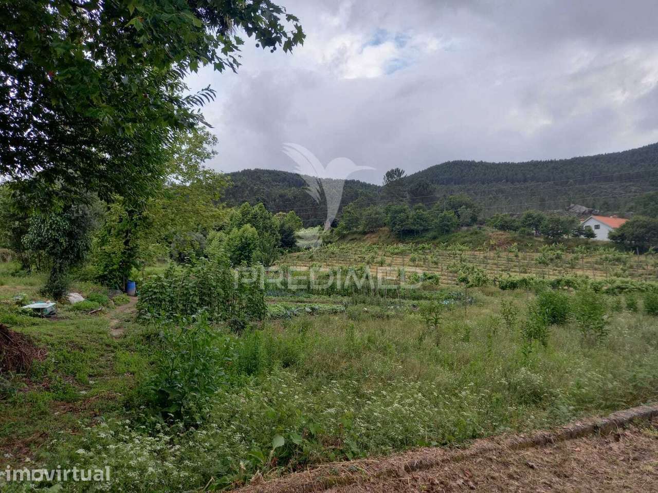 Terreno Rústico à venda em Mondim de Bastos - Grande imagem: 2/2