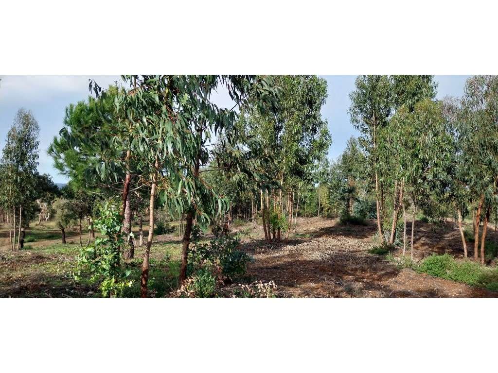 TERRENO RÚSTICO (9,3ha) - Grande imagem: 4/4