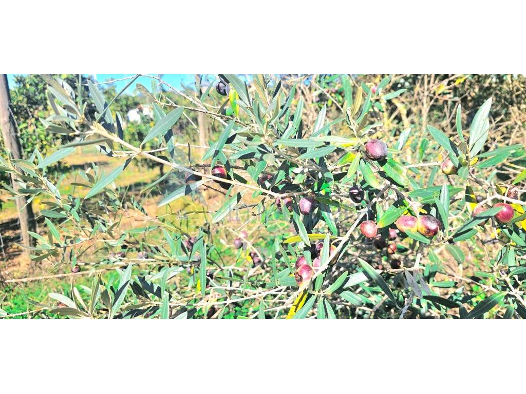 Terreno rústico, situado no Traviscal, próximo de Algoz e Messines! - Grande imagem: 2/26