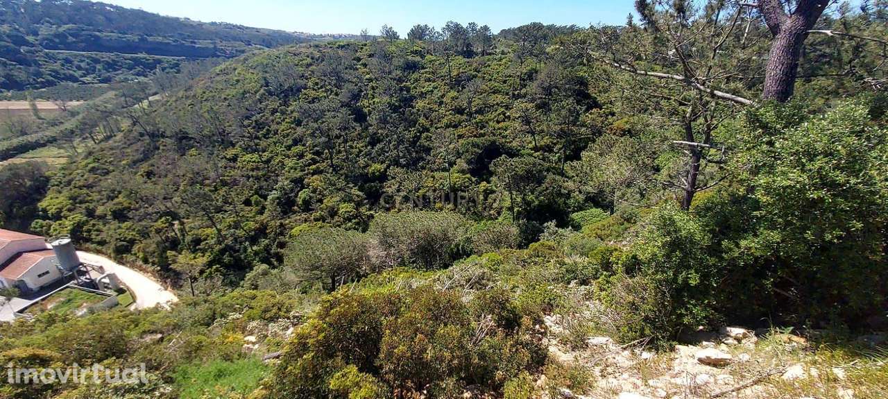Terreno Rústico em Fonte Boa da Brincosa, Carvoeira -  Mafra - Grande imagem: 5/9