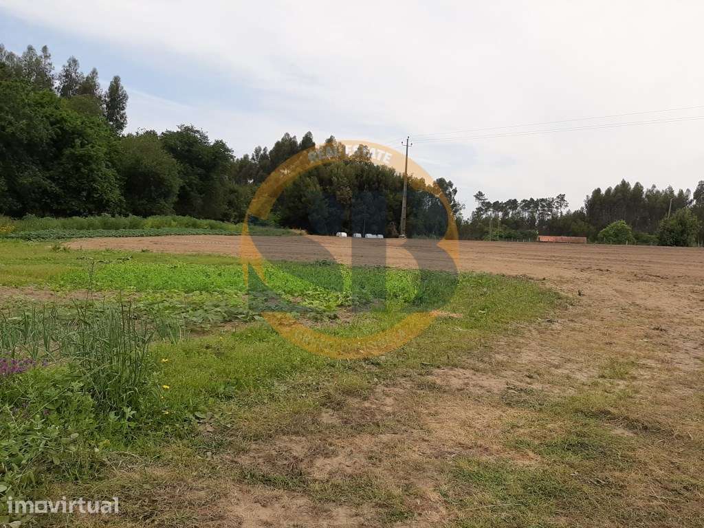 Terreno Rustico Válega Ovar - Grande imagem: 2/8