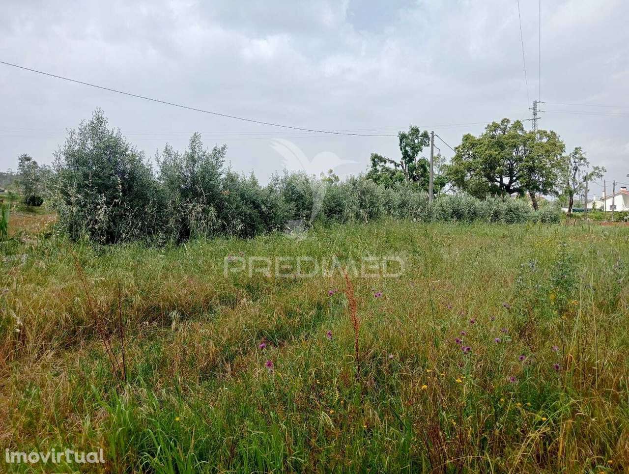 Terreno Rústico, Azoia - Leiria - Grande imagem: 5/8