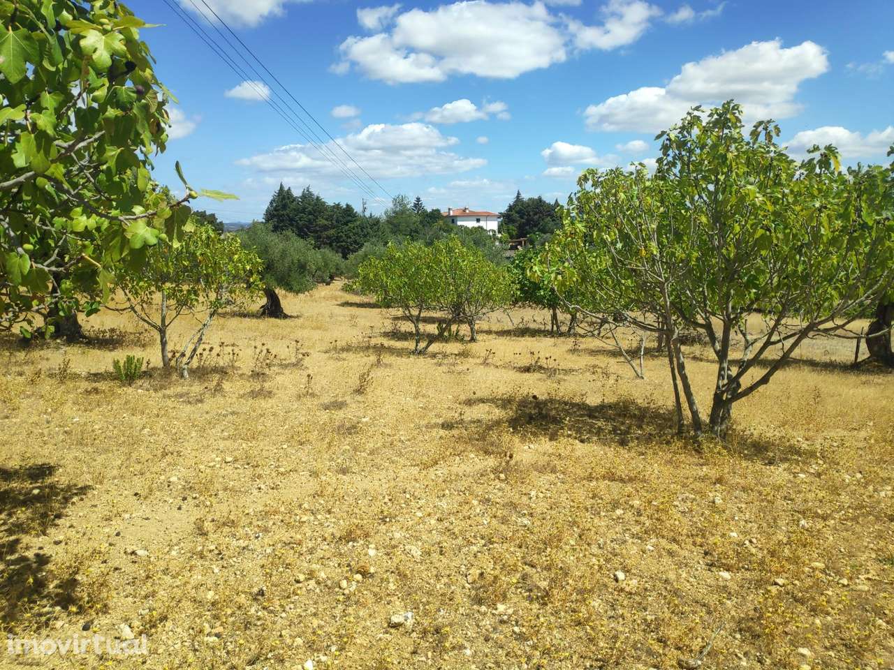 Terreno com cerca de 6000m2 em São Simão, Tomar. - Grande imagem: 3/8