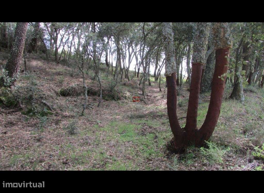 Terreno com Pinhal - Grande imagem: 4/9