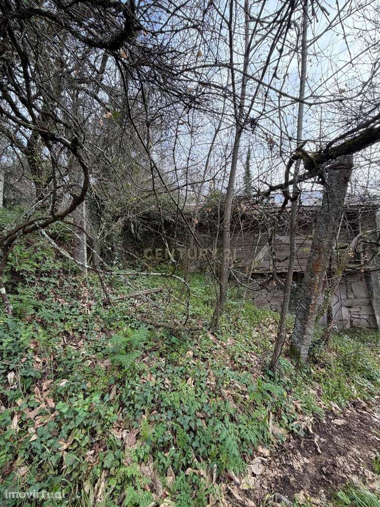 Palheiro para Recuperar + Terreno 2000 m² | Louras de Matos (Urrô) - Grande imagem: 2/8