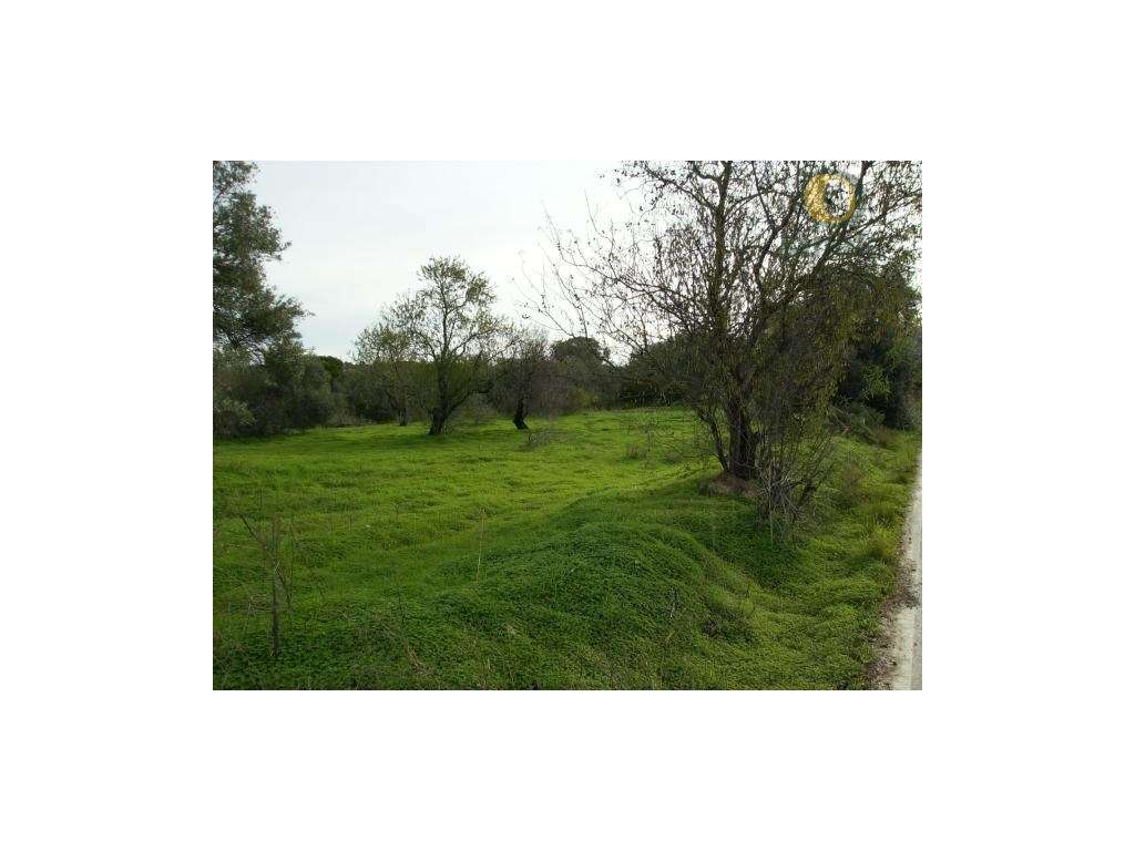 Terreno Rústico com 5700 m2 em Moncarapacho - Grande imagem: 3/4