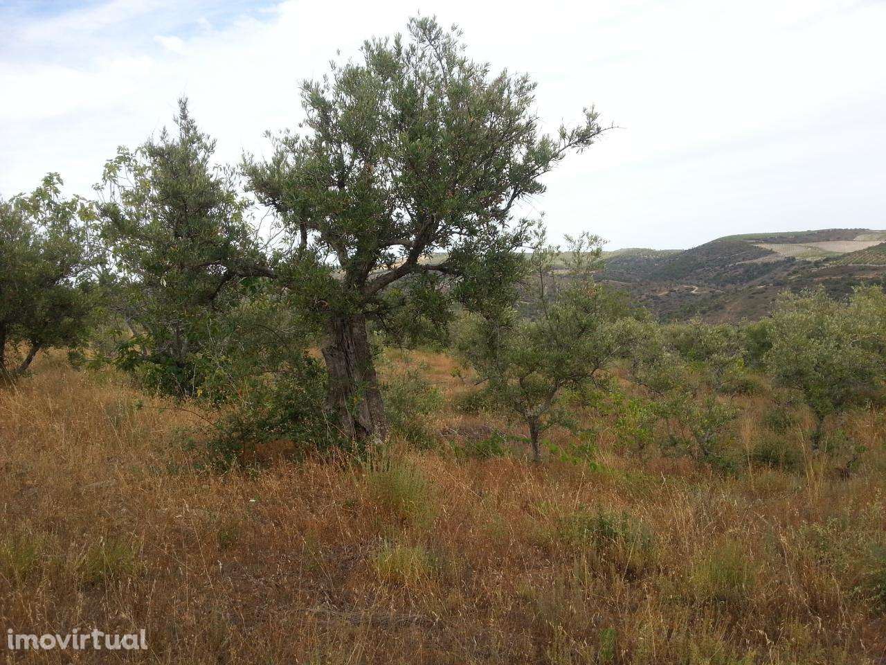 Terreno rústico em Póvoa de Penela, Penedono - Grande imagem: 5/5