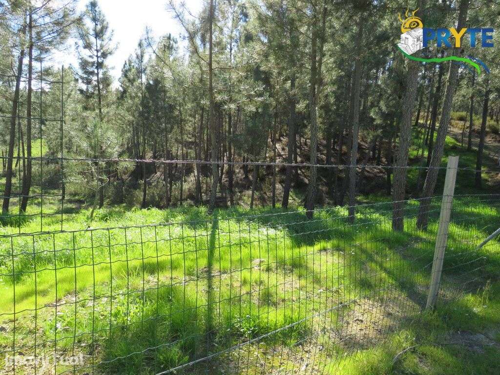 Quinta situada perto de Proença-a-Nova - Grande imagem: 2/21