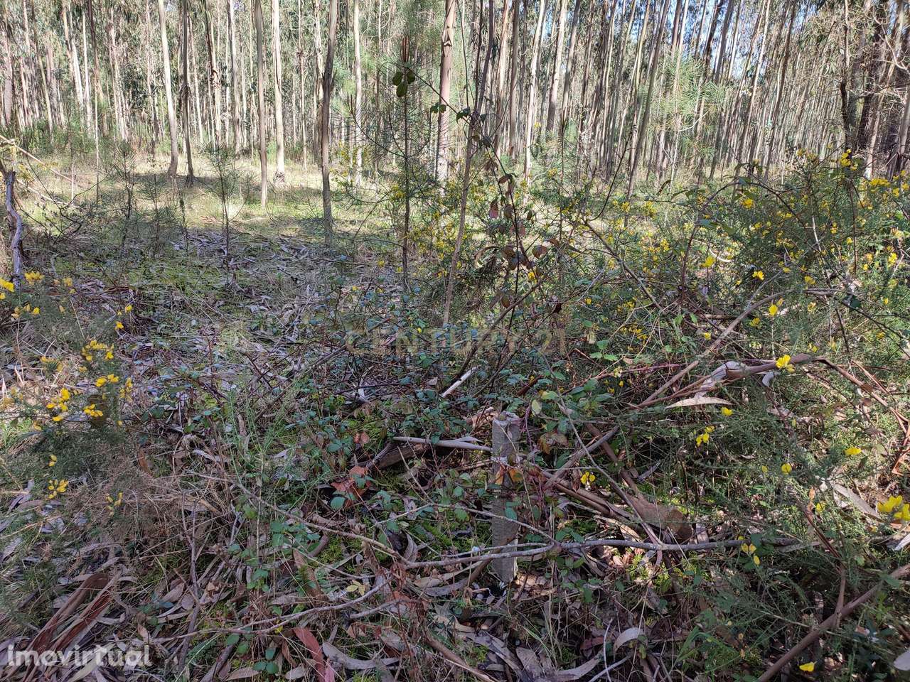 Terreno de Eucaliptos na Maceira - Grande imagem: 2/7