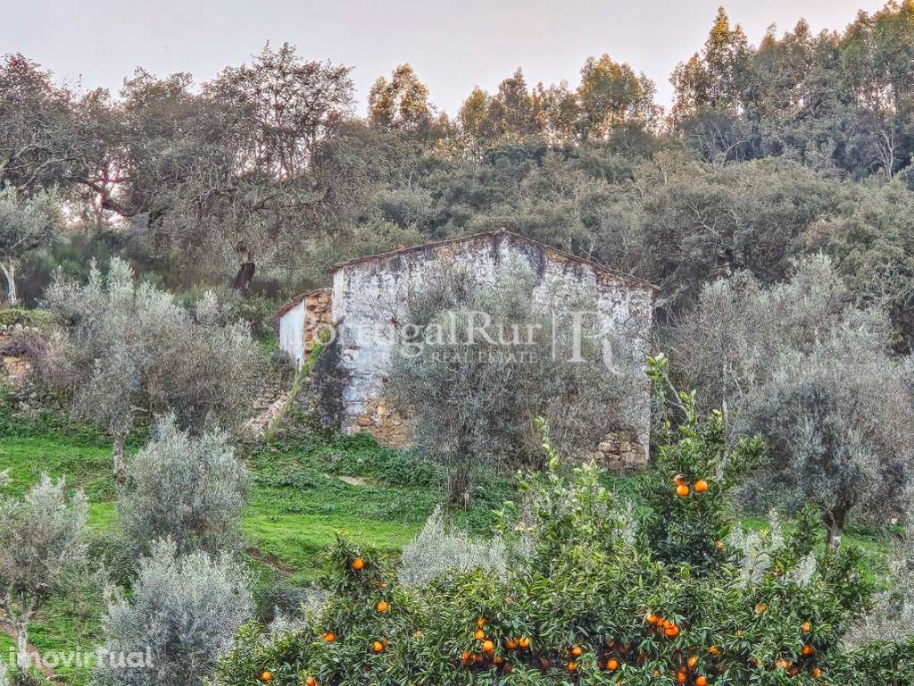 Quintinha com 10 hectares na Serra de S. Mamede - Grande imagem: 2/19