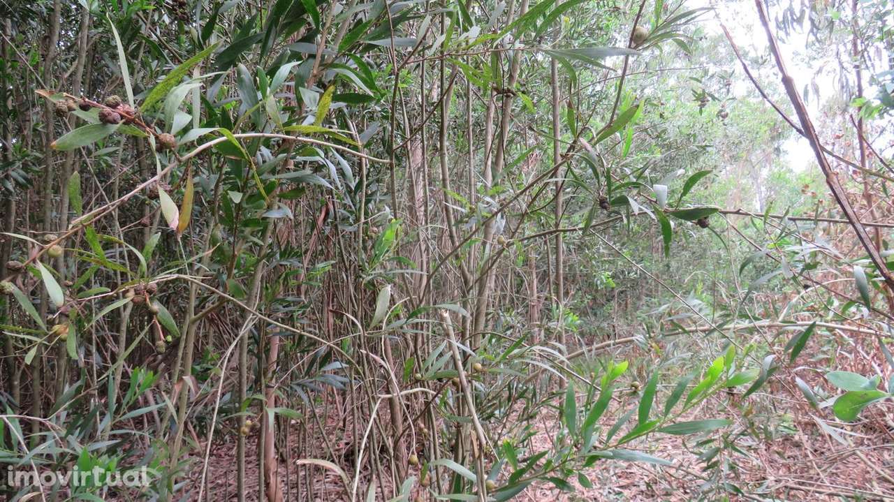 Terreno  para venda - Grande imagem: 5/6