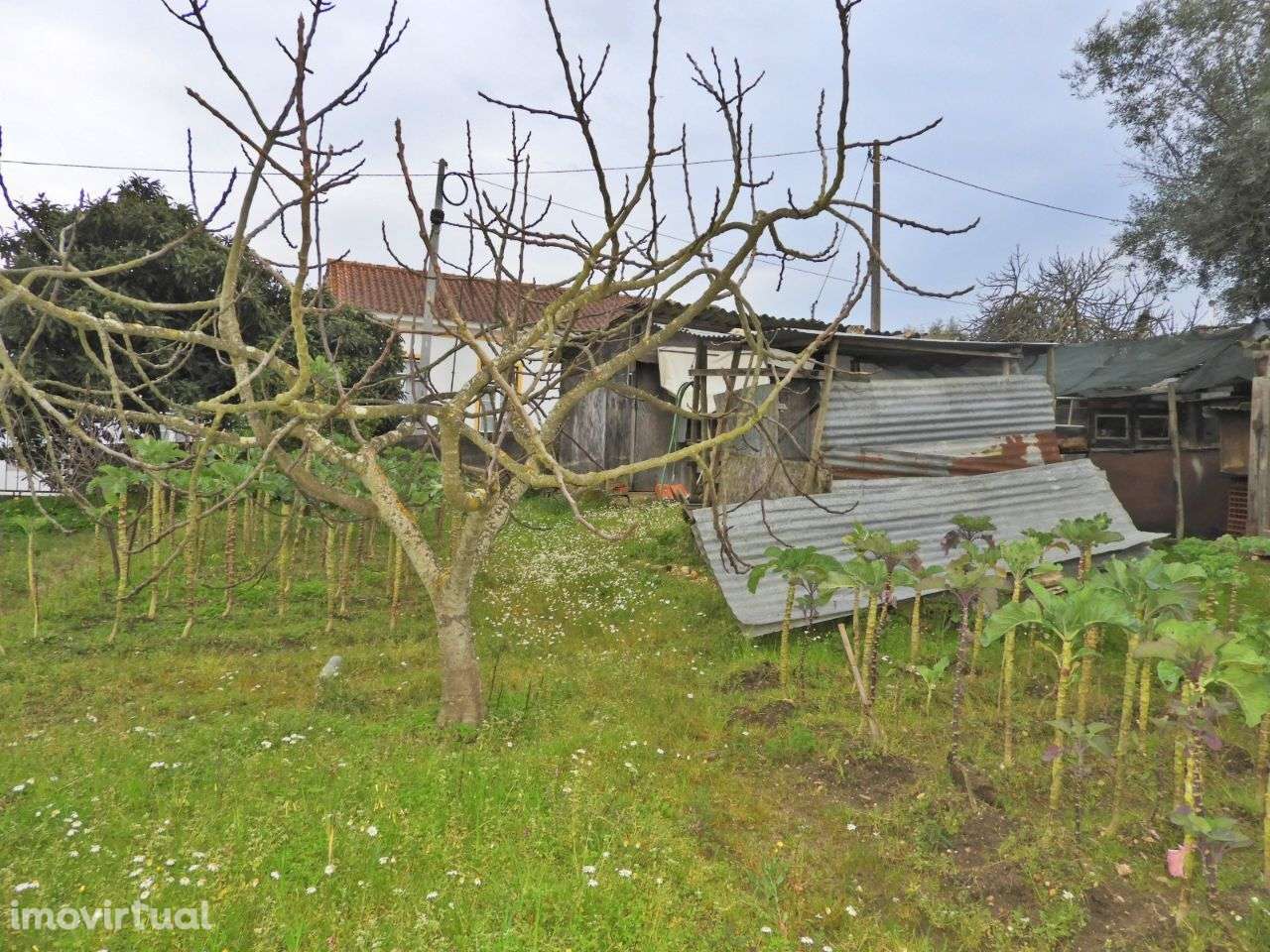 Terreno para Construção - Ulme - Grande imagem: 5/8