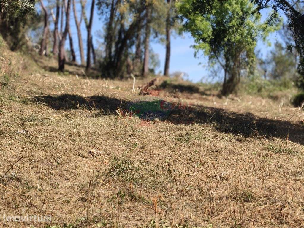Terreno - Carvalhais - Grande imagem: 3/12