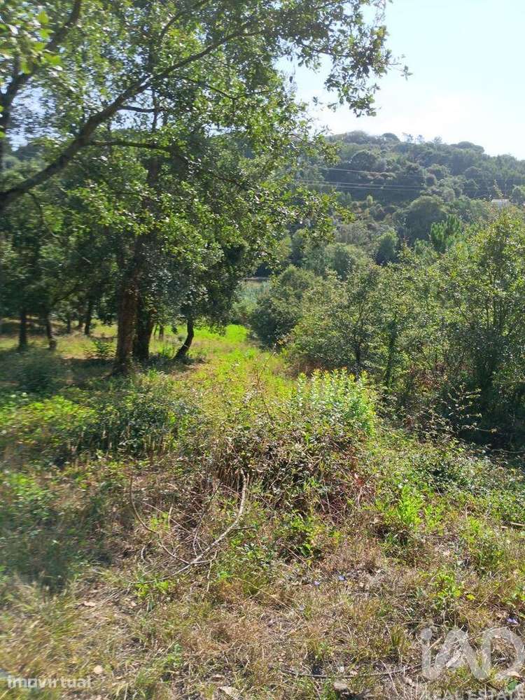 Terreno em Alcobaça e Vestiaria de 12200,00 m2 - Grande imagem: 5/10