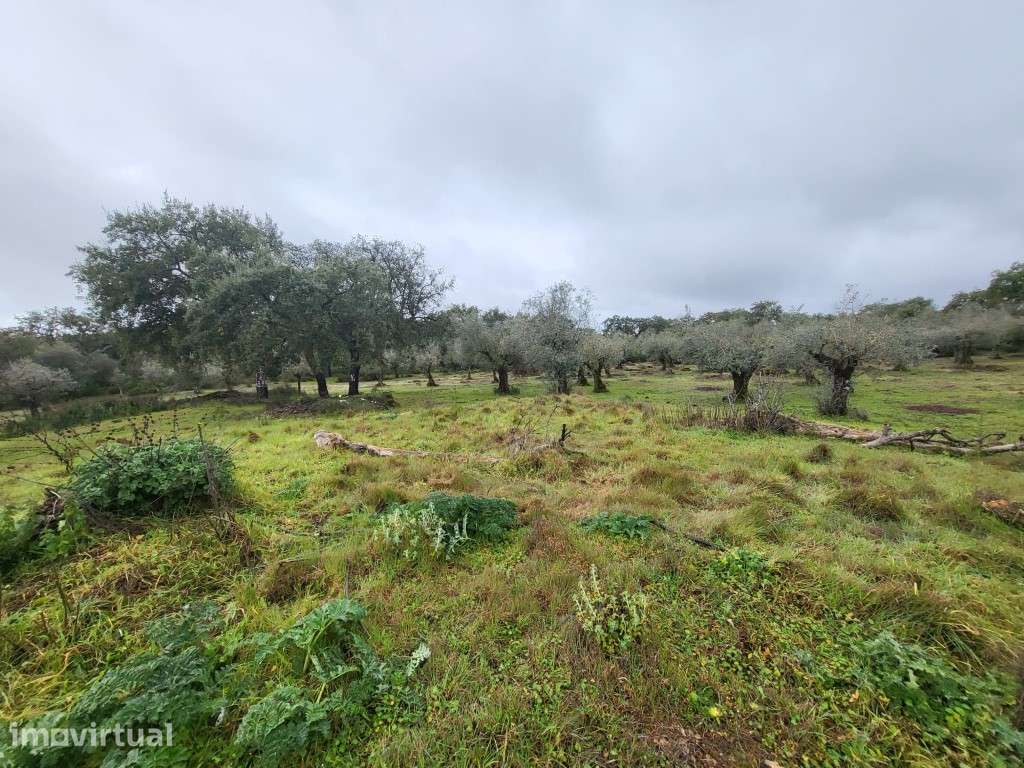 Terreno com 12,5 ha e ruína com 150 m2 perto de Vila Viçosa - Grande imagem: 5/42