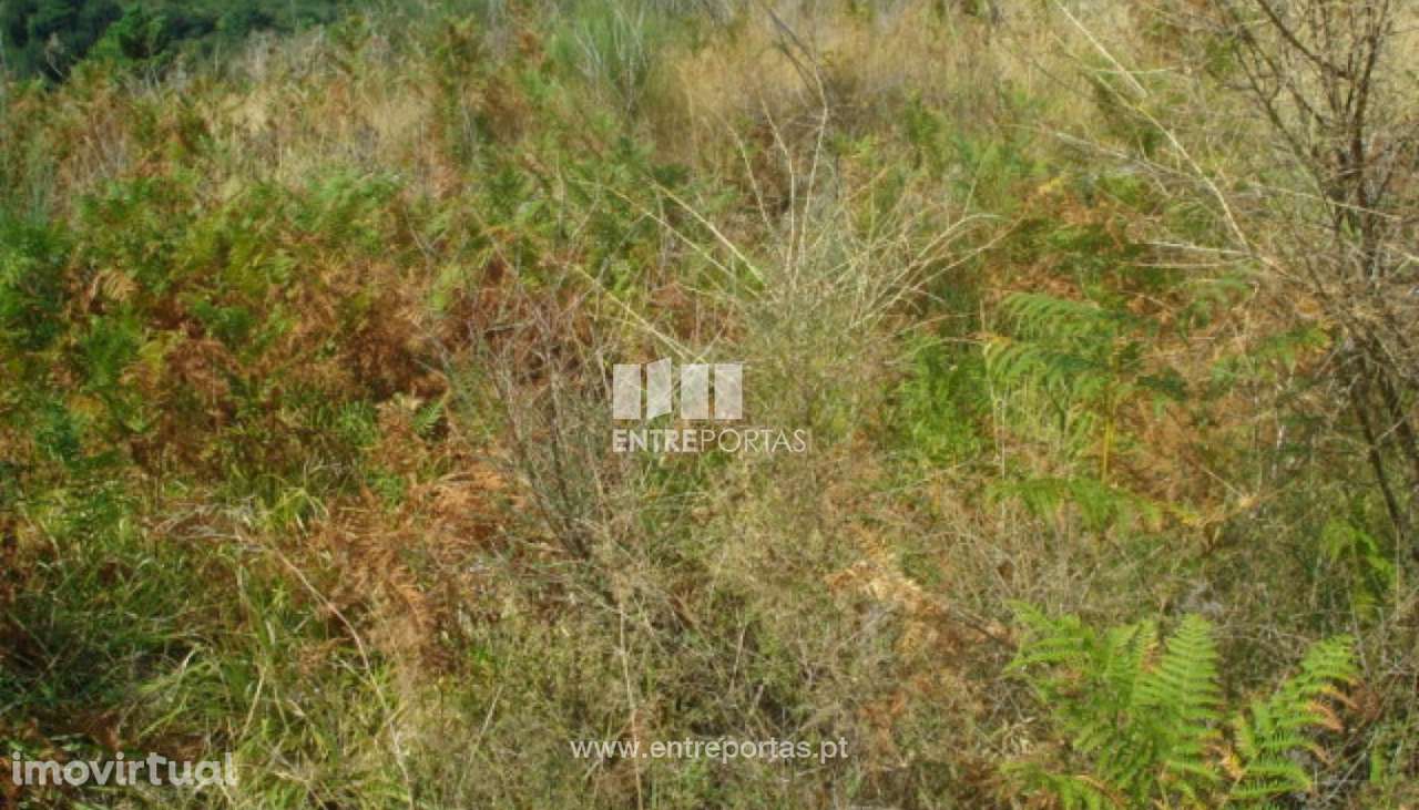 Venda Terreno, Gestaçô, Baião - Grande imagem: 2/4