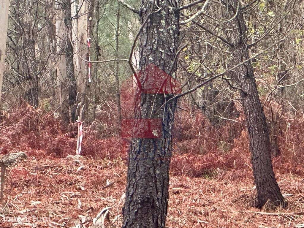 Terreno Agrícola em Caires, Amares - Grande imagem: 5/10